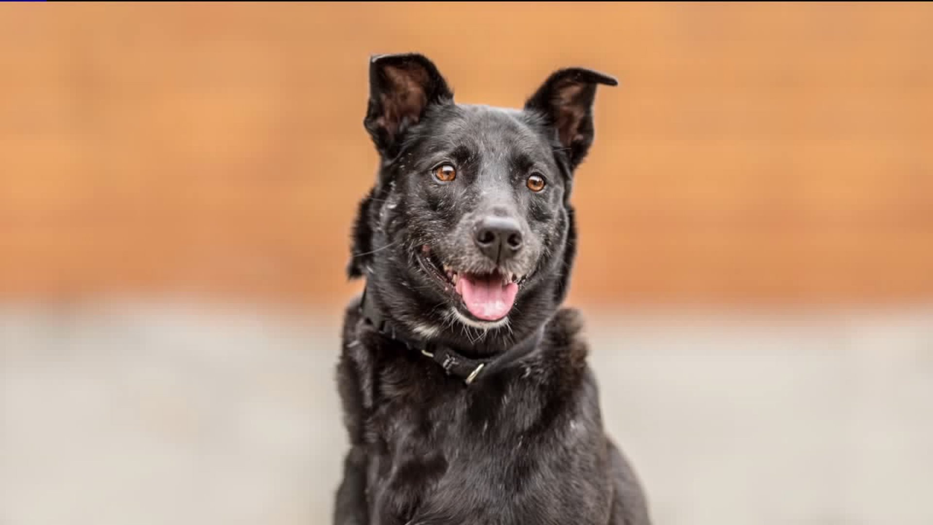 Meet Olivia Hussey! #WhyNotMePets