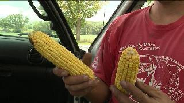Recent rainfall saves crops from being total loss