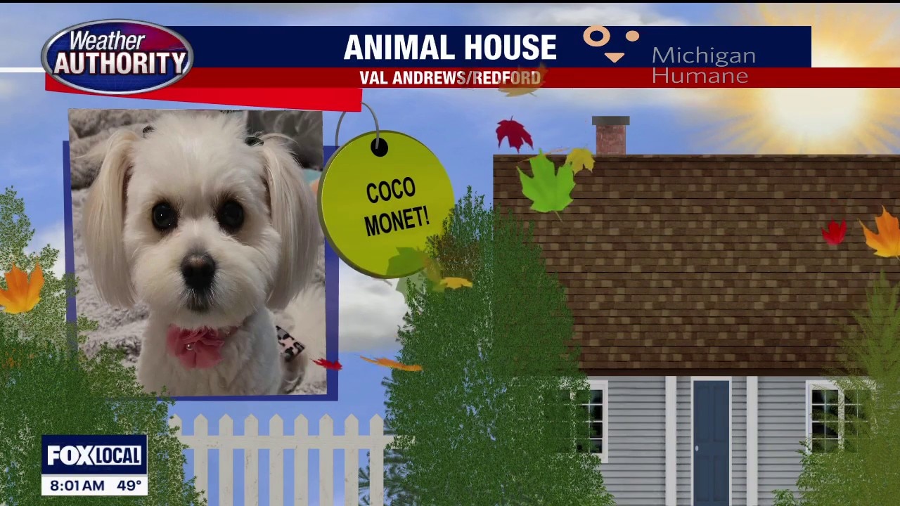 Welcome Coco Monet, Gracie Lou, Izzi