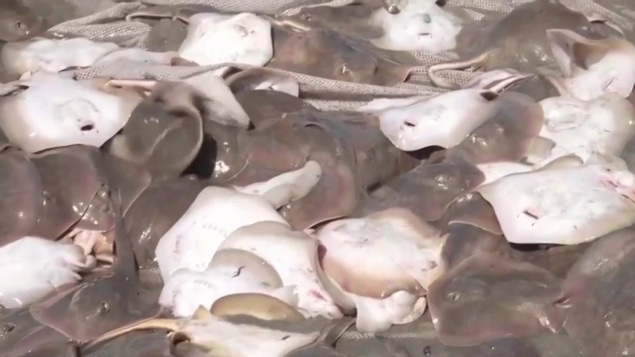 Stingrays overwhelm Seal Beach