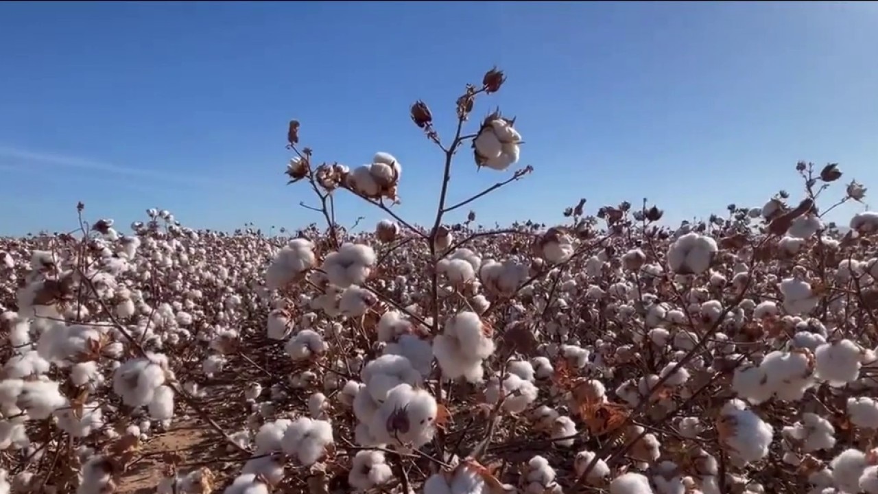 Casa Grande farm feels impact of water cuts