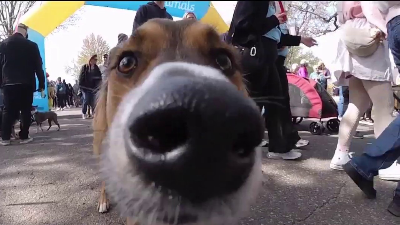 Walk for Animals returns to MN State Fairgrounds