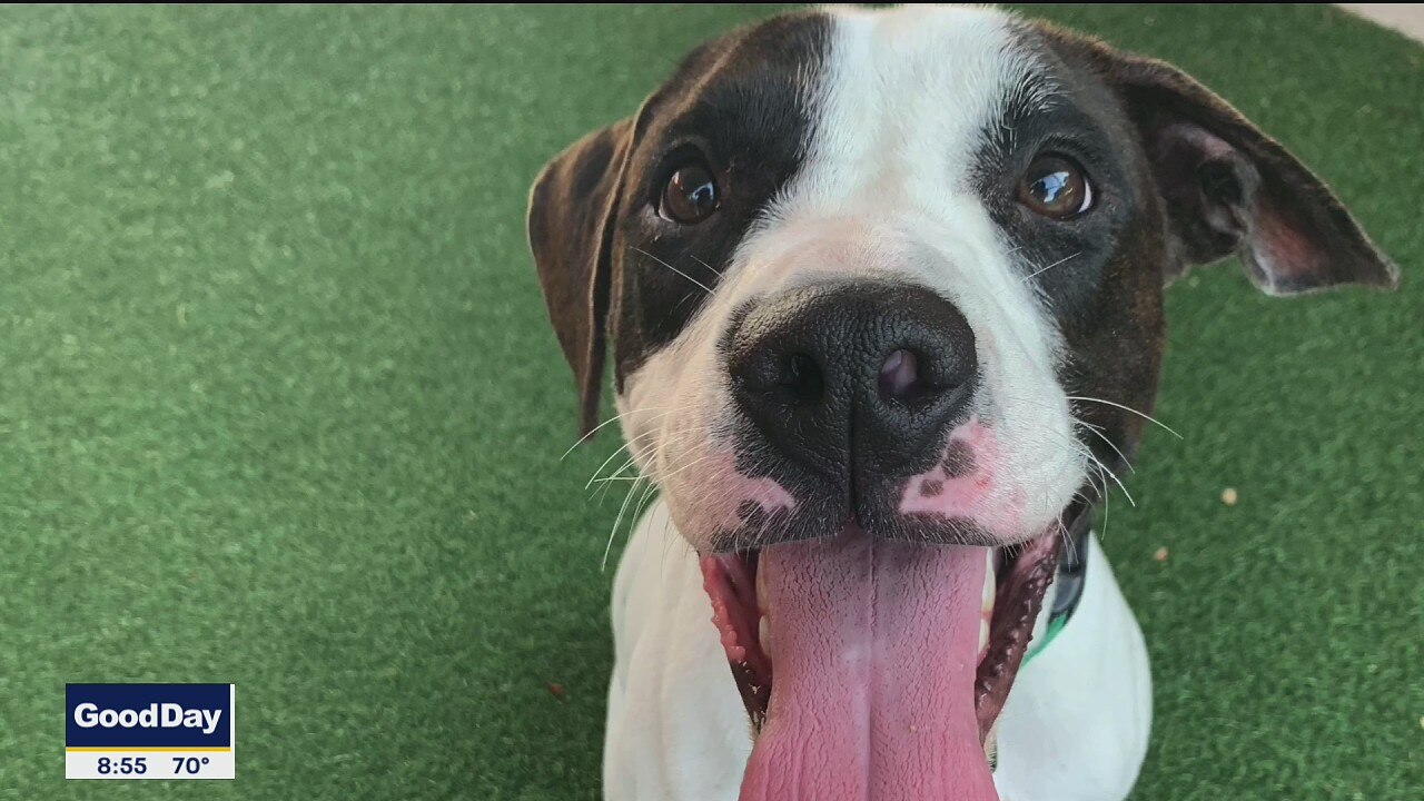 Dog of the Day: Piper