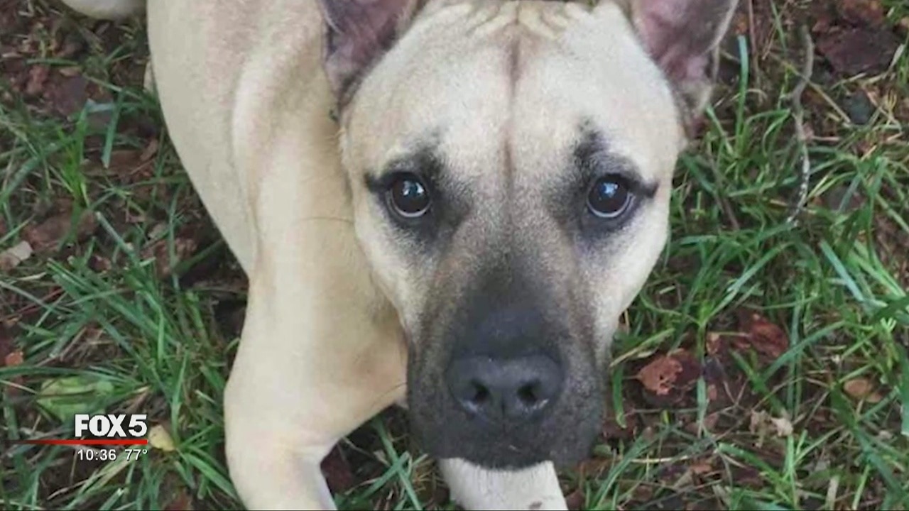 Reward offered in search for person who killed family dog