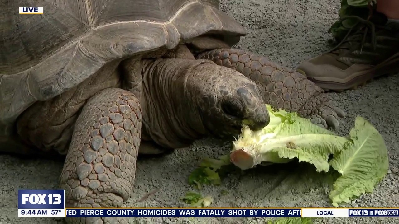 'All You Can Zoo' at Seattle's Woodland Park Zoo