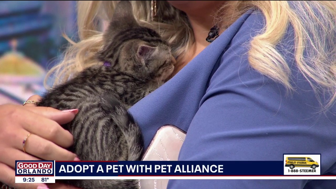 Adopt-A-Pet: Meet Zema