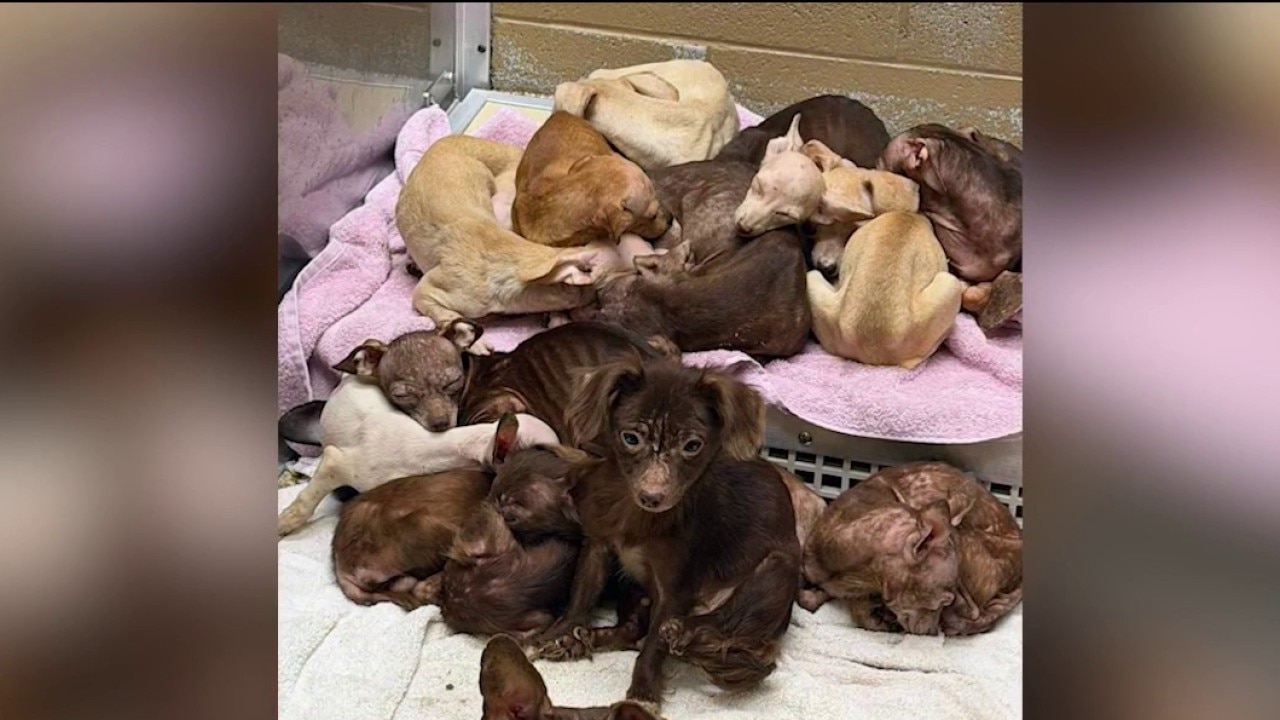 Dozens of pets saved from hoarding situation in Merrillville