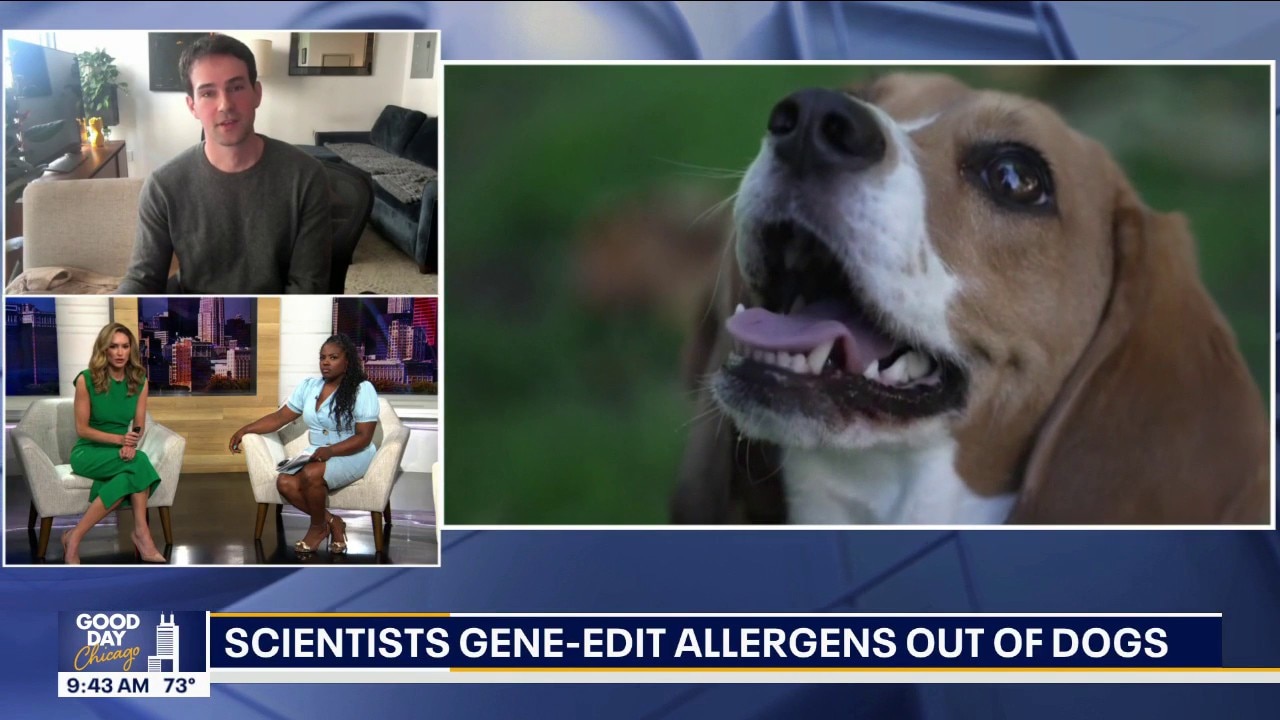 Scientists gene-edit allergens out of dogs