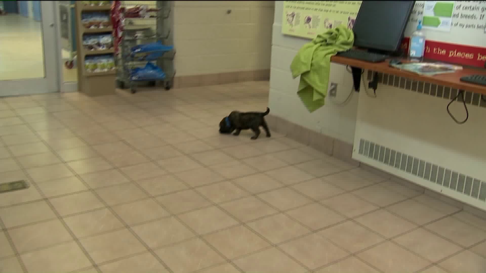 Kramp talks puppy language at the Wisconsin Humane Society