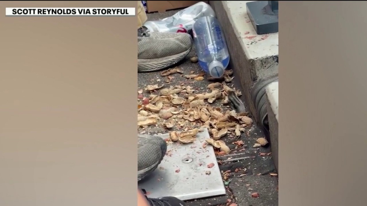 Stealthy raccoon grabs food at ballpark