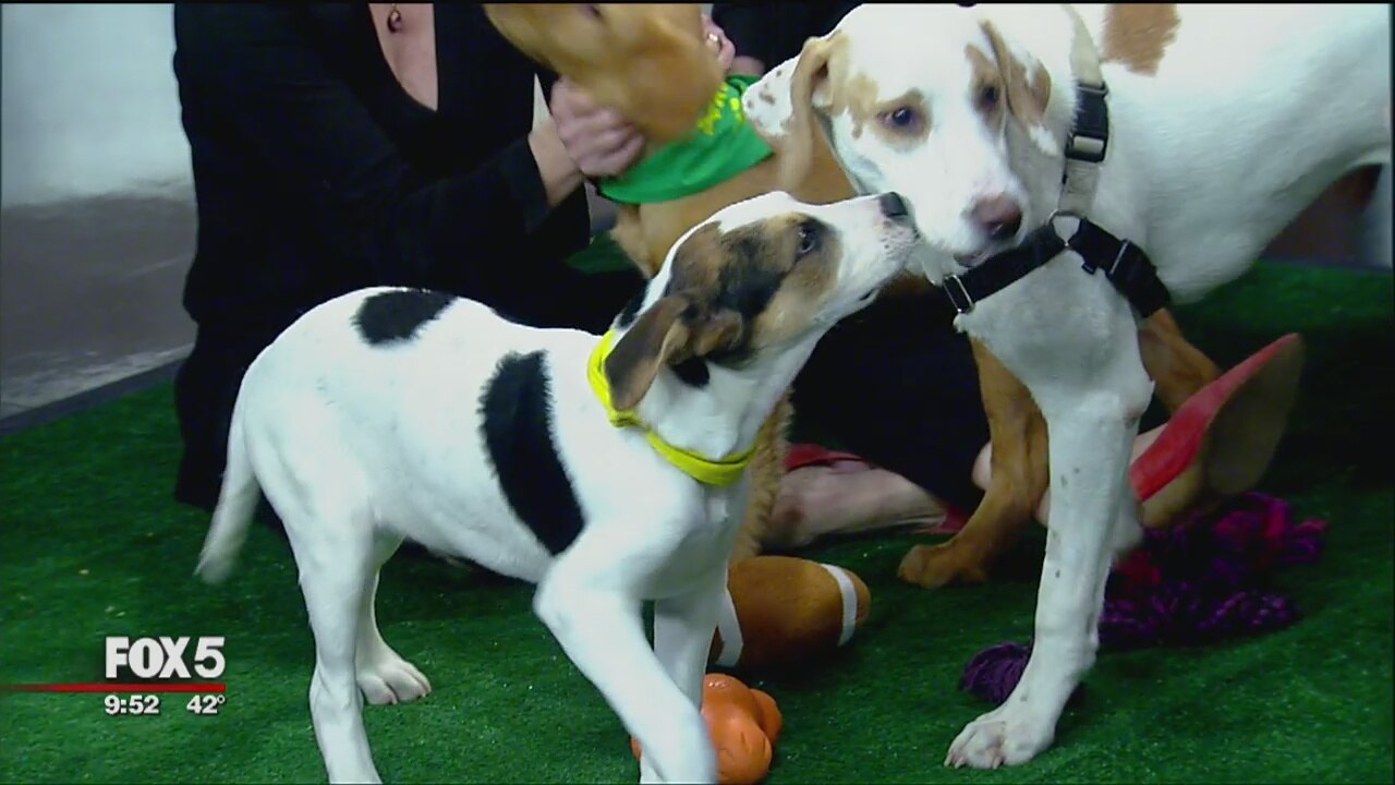 Puppy Bowl Preview