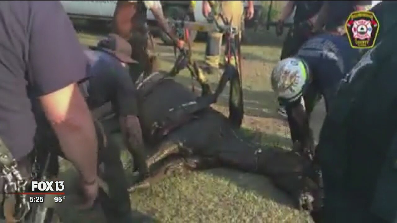 Senior horse rescued from muddy pond