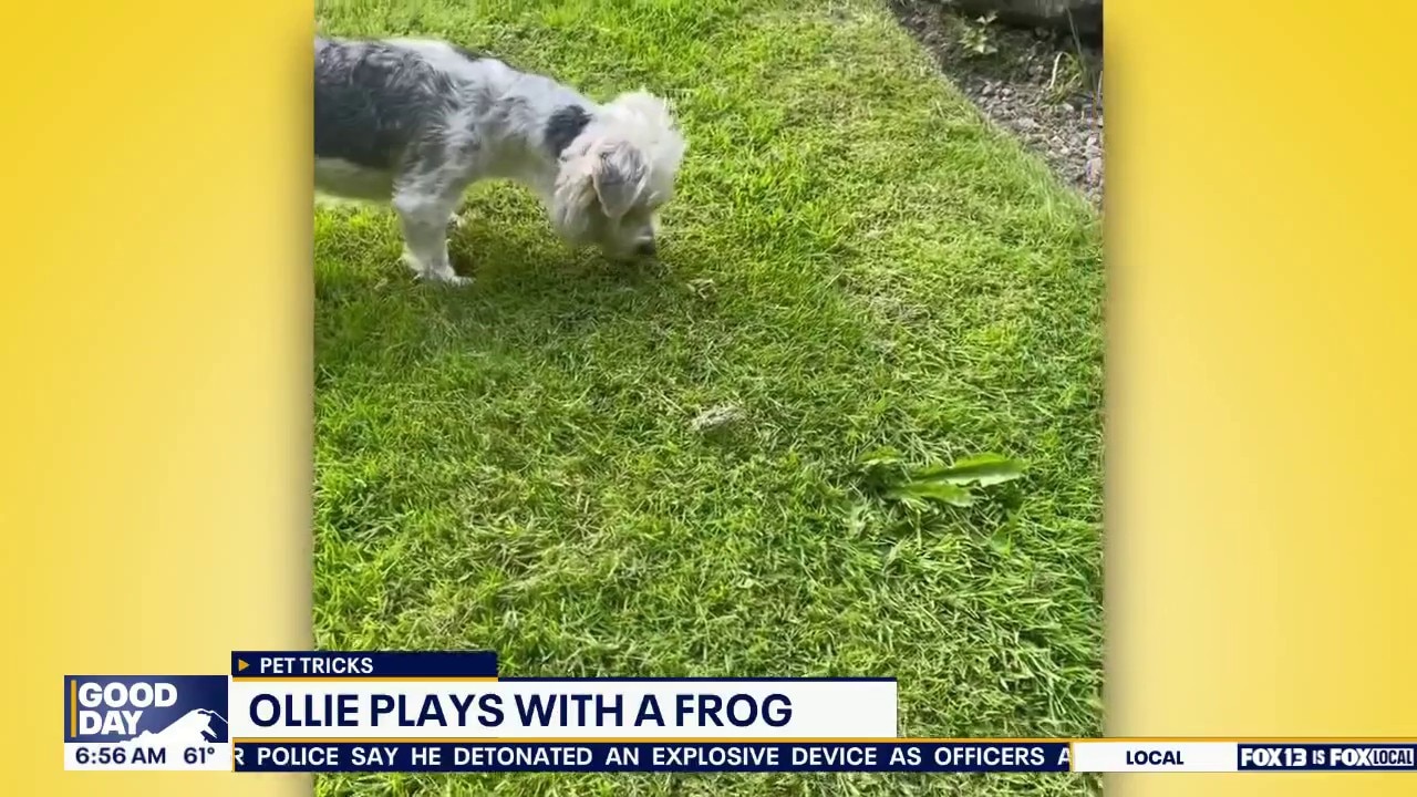 Good Day Pet Tricks for Thursday, Aug. 27