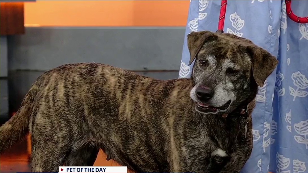 Pet of the day: Ayla