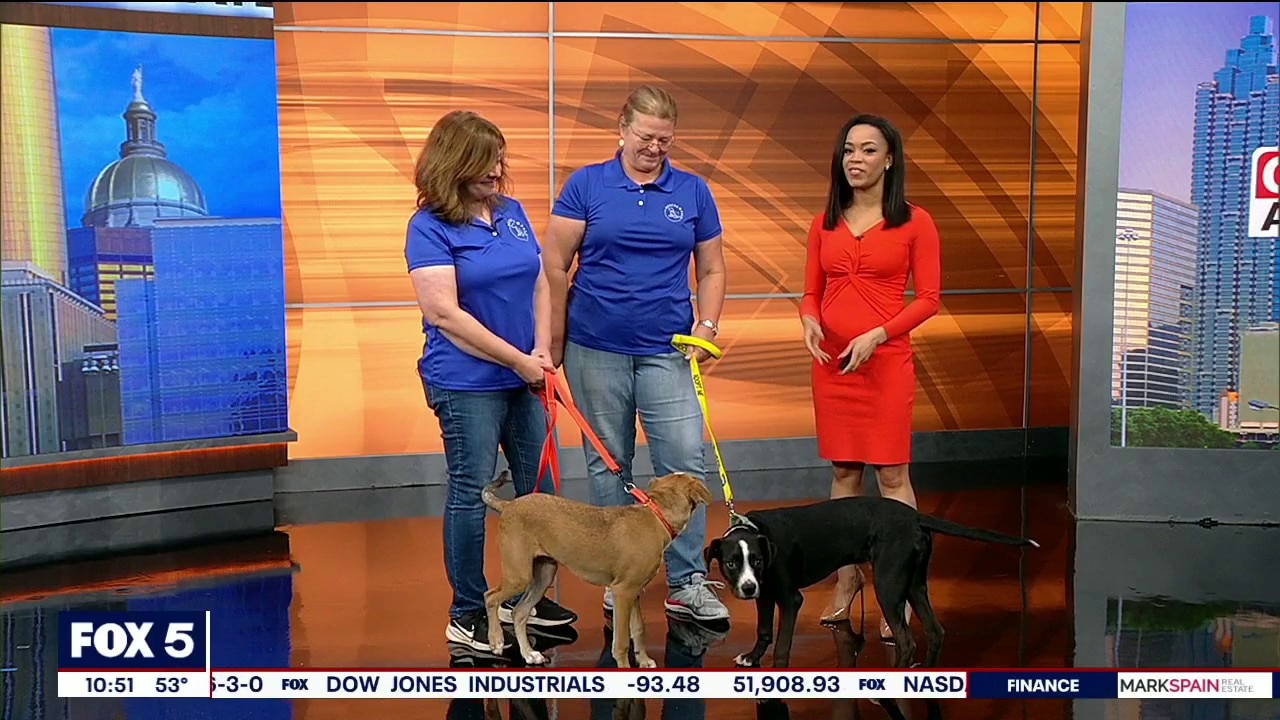 Pet of the day: Paul Revere & Benjamin Franklin