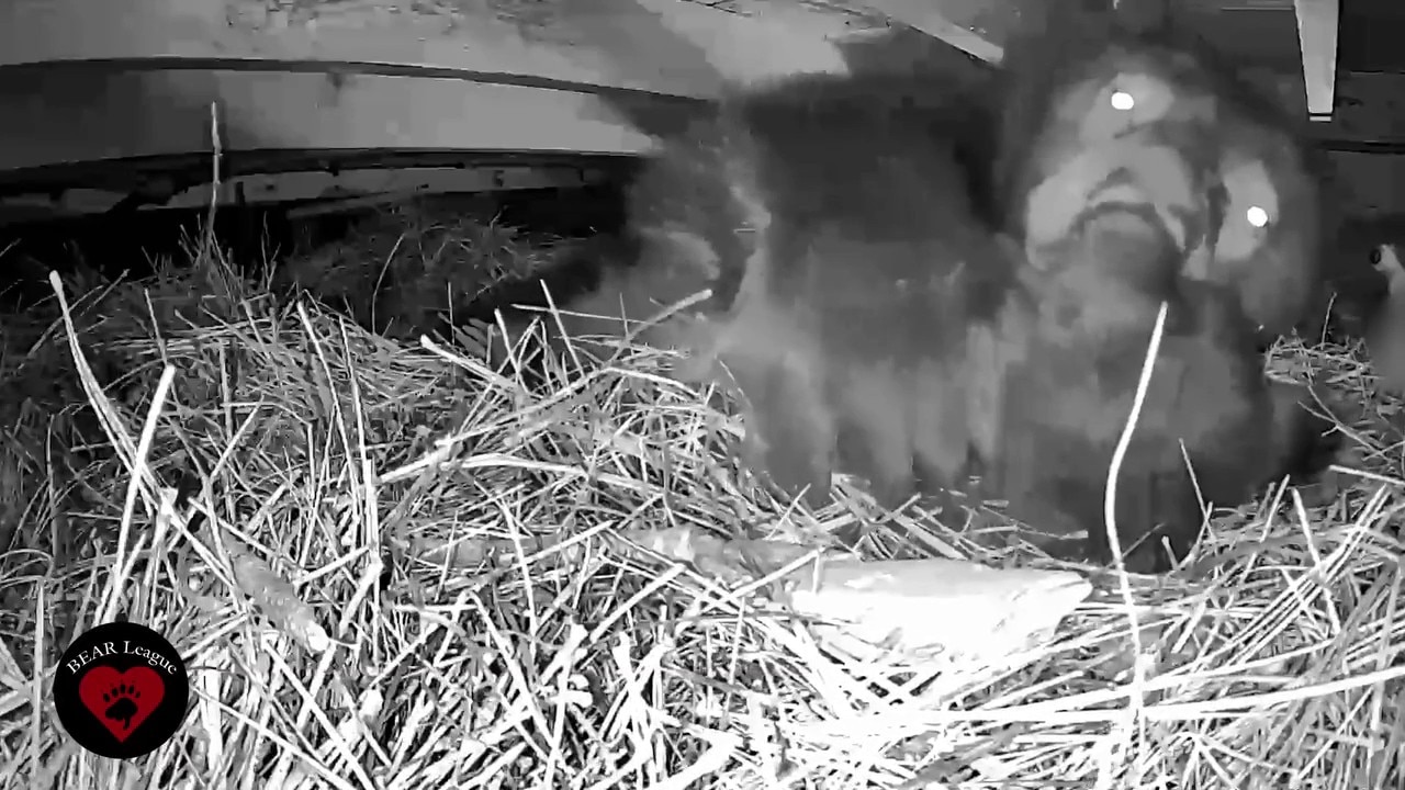 Bear cub Polaris 