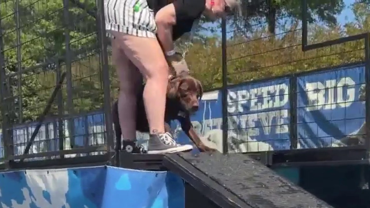 Paws Fest brings DockDogs competition to Avenue West Cobb