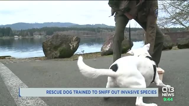 Puddles the mussel-sniffing dog