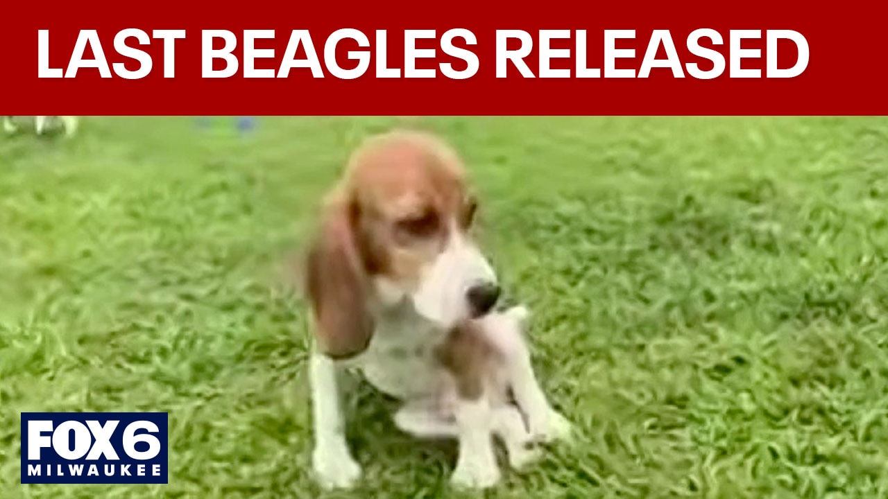 Ridglan Farms beagles; last of the dogs released