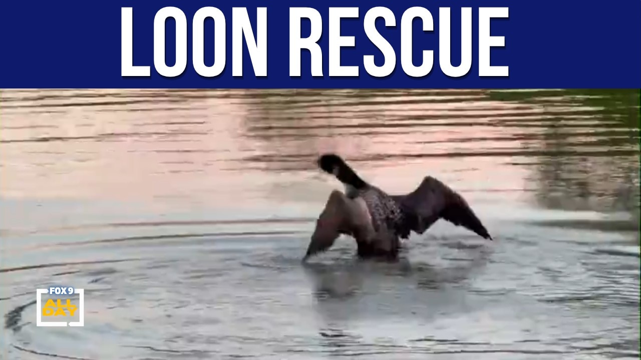 Rescuers save loon tangled by fishing lure