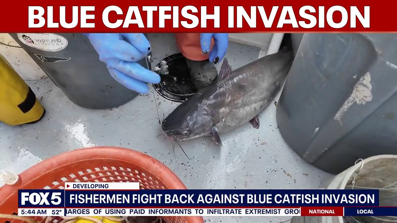 Fishermen fight back against blue catfish invasion 