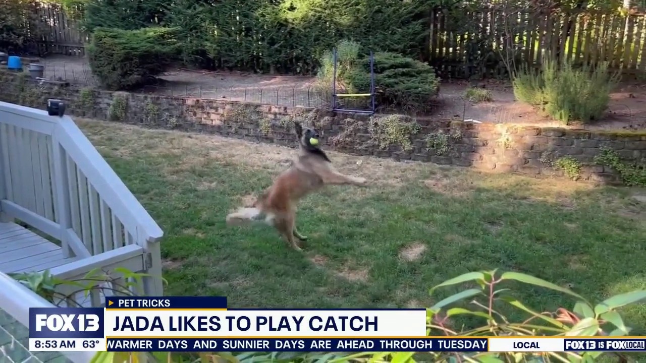Pet Tricks for Monday, July 6 