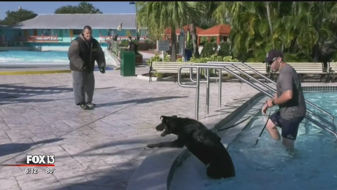 K-9s get water training