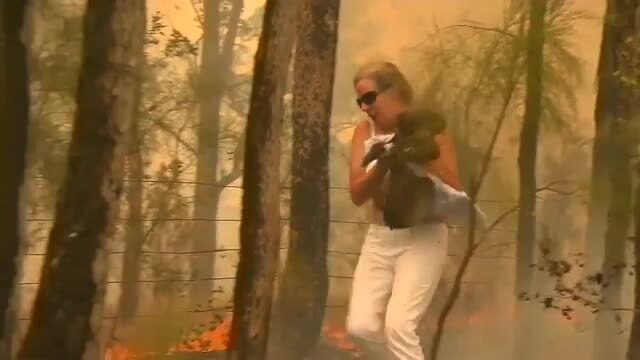 Koala rescued from brushfire dies