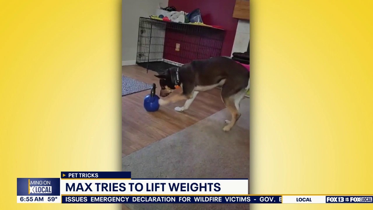 Good Day Pet Tricks for Wednesday, Aug. 12