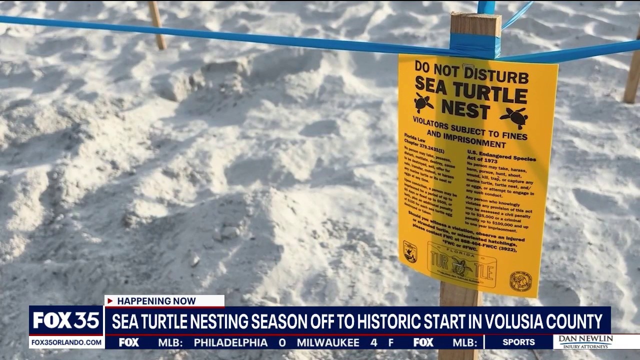 Historic start to sea turtle nesting season along Florida coast