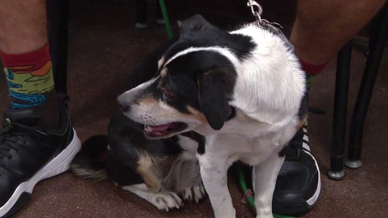 Fireworks spark 60% increase in lost pets nationwide