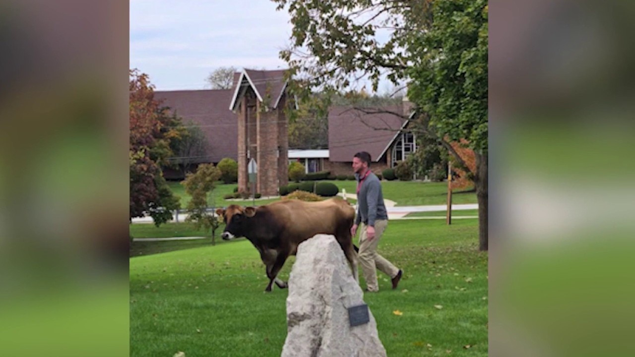Chicago-area principal turns cowboy after escaped cow wanders onto campus