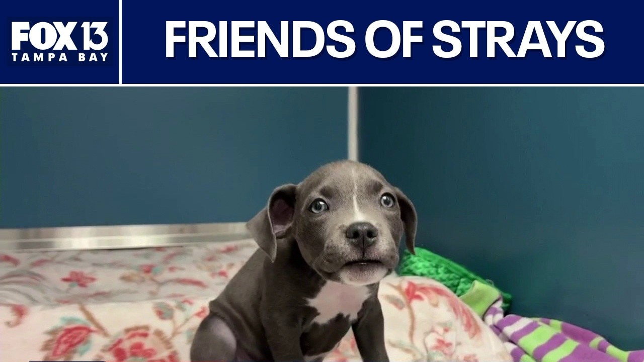 Friends of Strays continues funding after veto