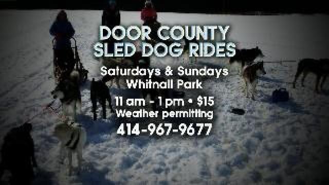 Laura meets the dog that are part of the Door Co. Sled Dog Ride