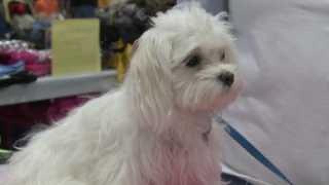 Pet Expo at State Fair Park