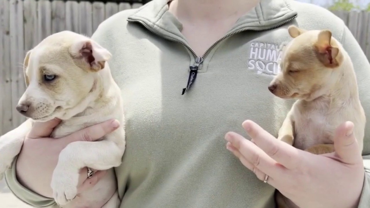 Man found living inside van with 36 dogs in Lansing