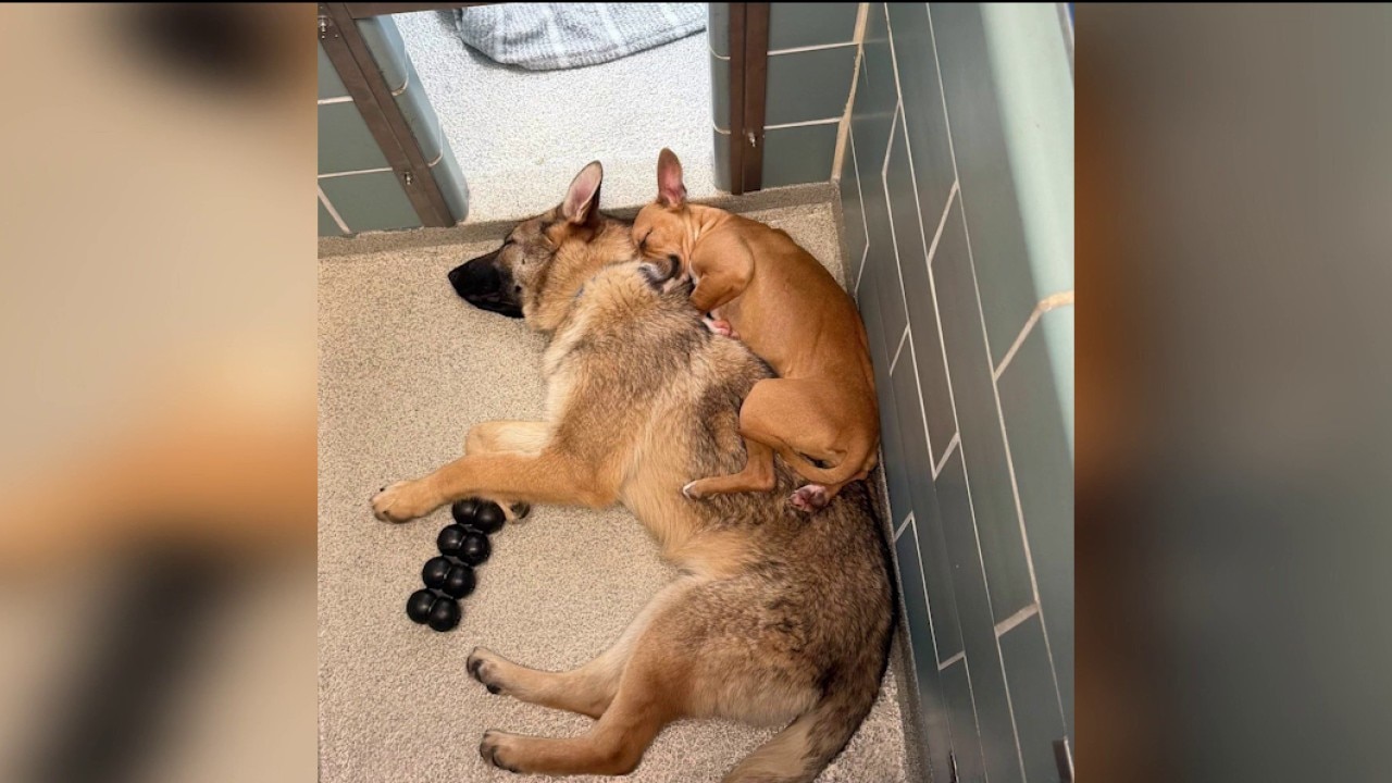 From Chicago rail yard to rescued: Inseparable dogs find their forever home together