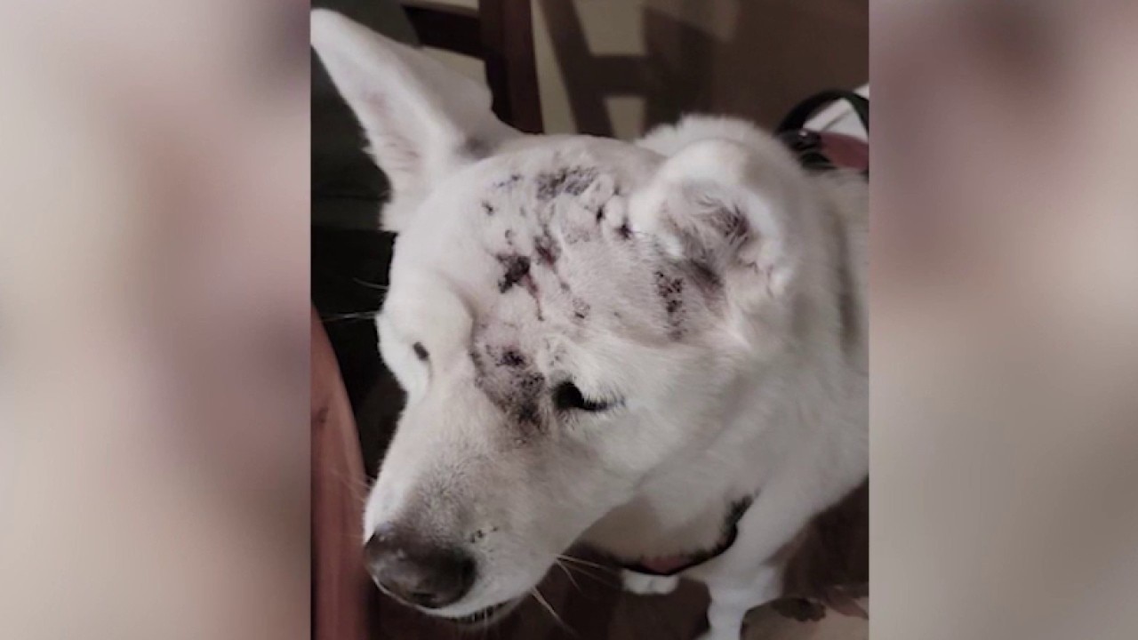 Dog survives mountain lion attack in Glendora