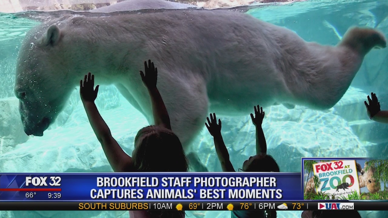 FOX 32 at Brookfield Zoo: Zoo photographer captures animals' best moments