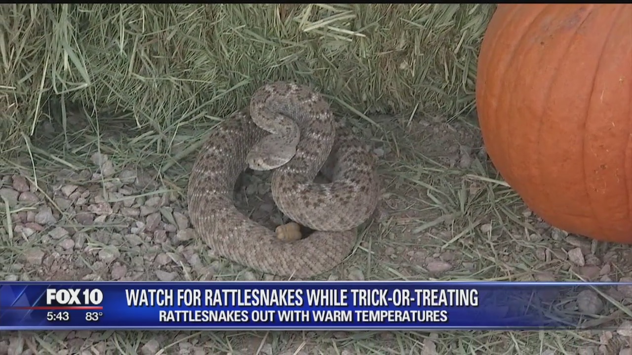 Warmer temps bring rattlesnakes out on Halloween