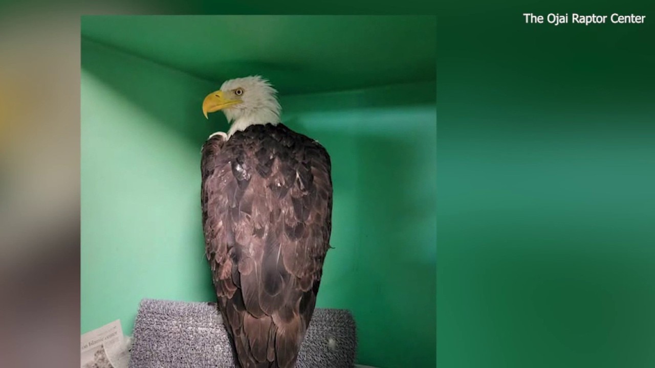 Jackie the Eagle's condition worsens 