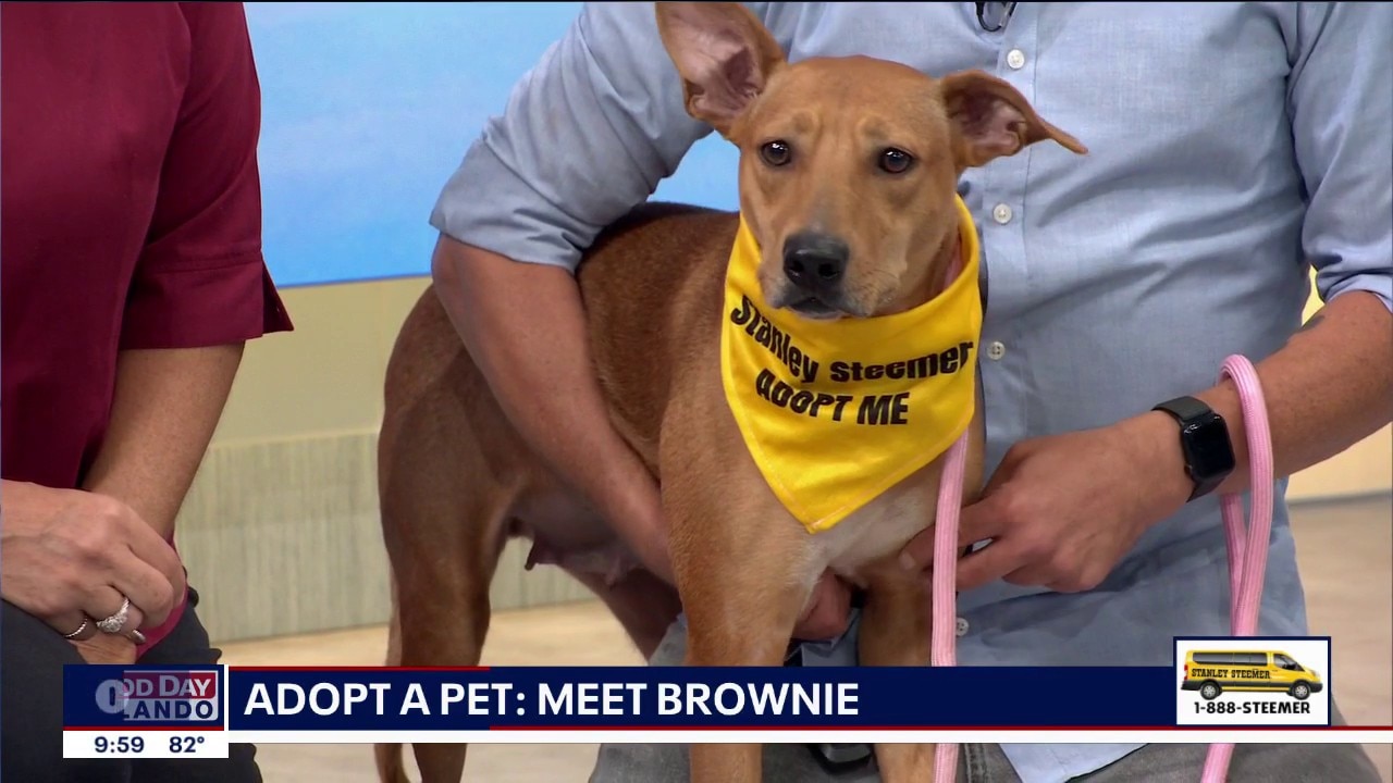 Adopt-A-Pet: Meet Brownie