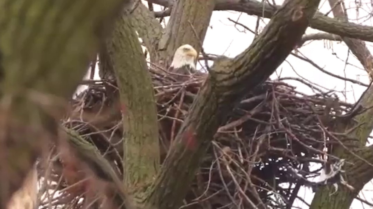 Bald eaglets hatch in Chicago for first time in over 100 years