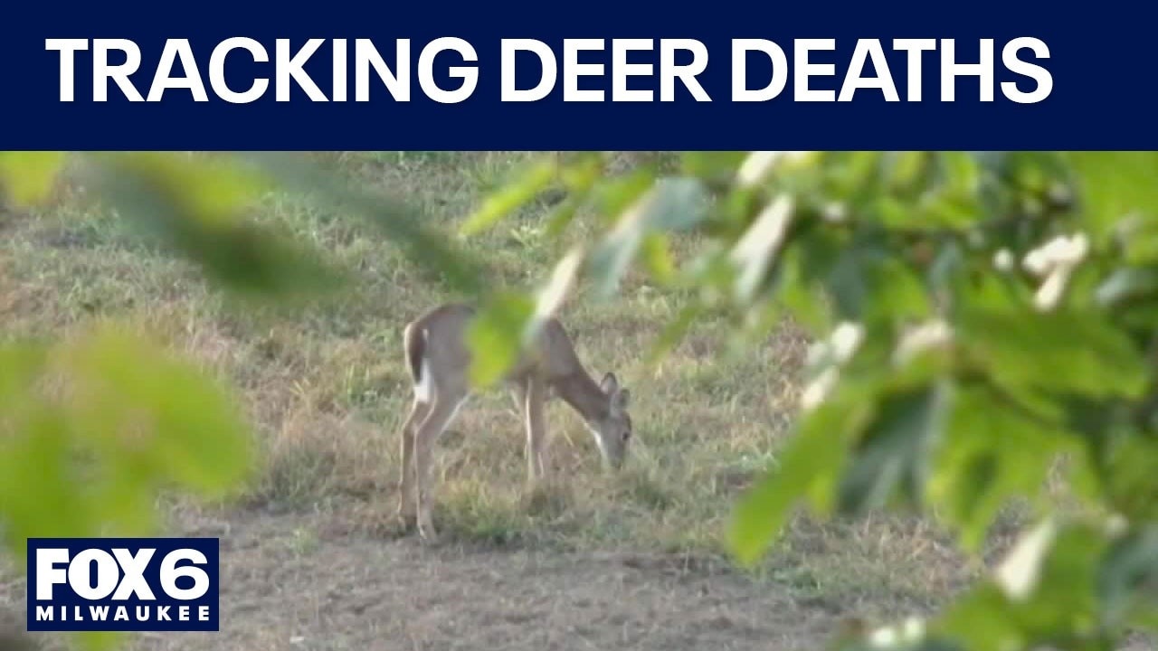 Washington County deer deaths; Wisconsin DNR investigates