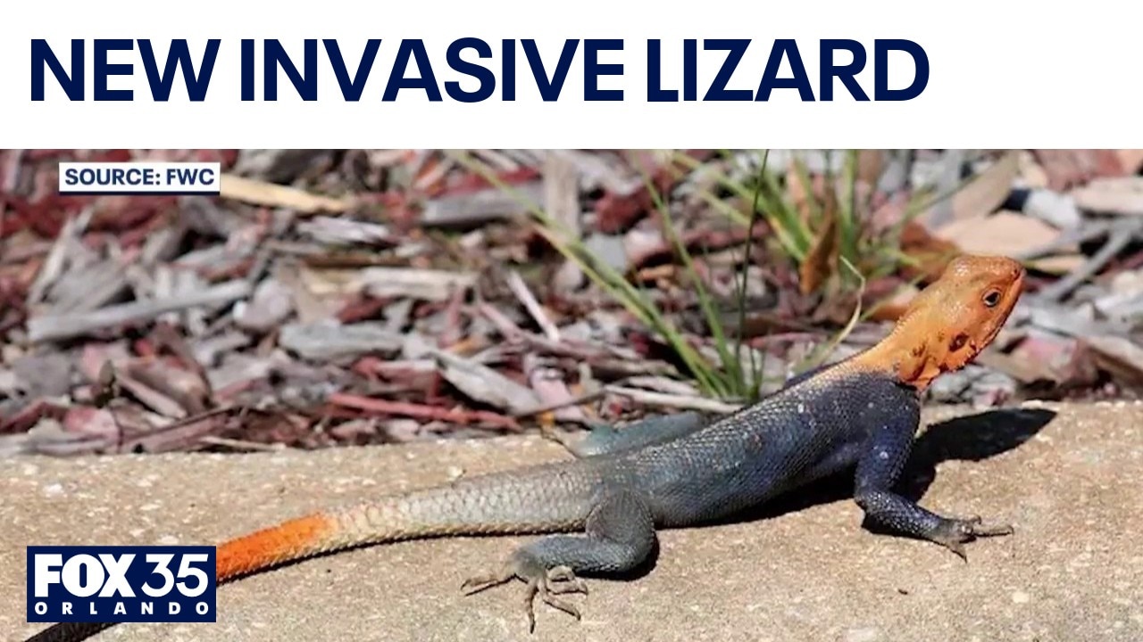 Invasive African lizard spreads into downtown Orlando and beyond