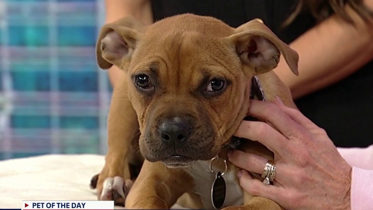 Pet of the day: Kirby