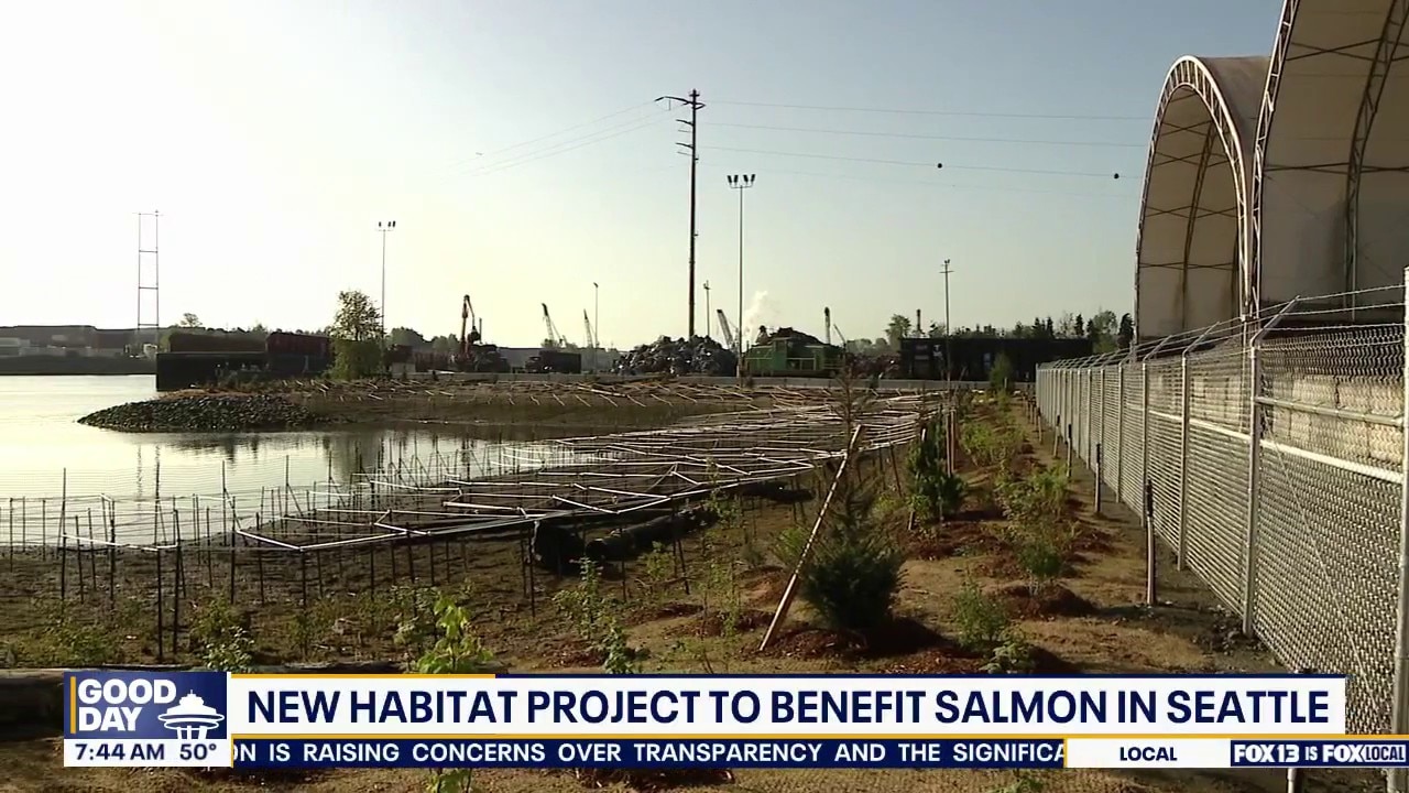 New habitat project to benefit salmon in Seattle