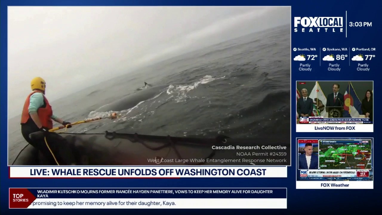 Researchers save tangled humpback whale on WA coast