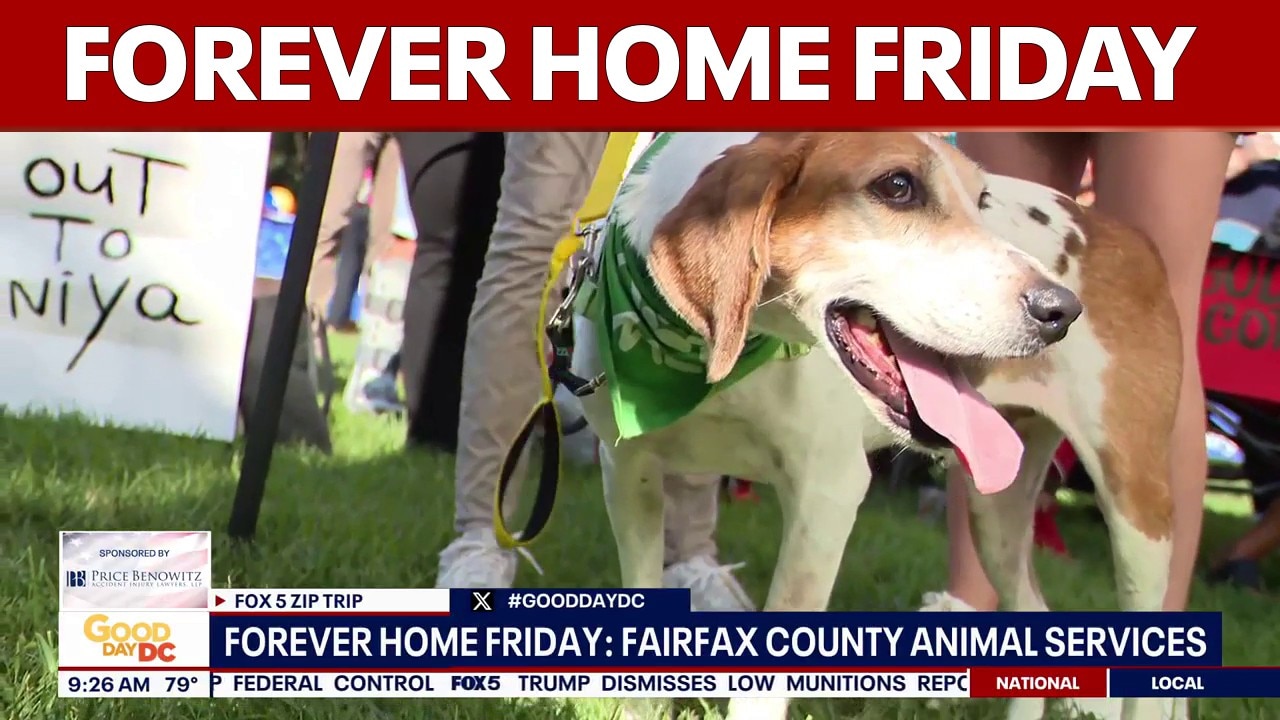 Forever Home Friday in Vienna