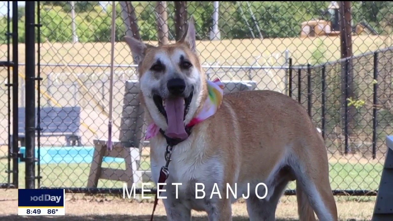Dog of the Day: Banjo